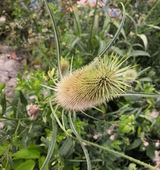 Dipsacus fullonum