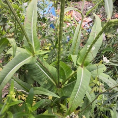 Dipsacus fullonum