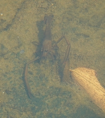 Macrobrachium asperulum