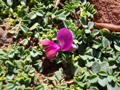 Indigofera sp-aff-humifusa