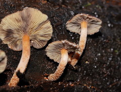 Hypholoma brunneum