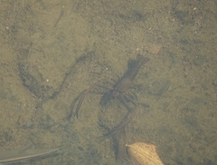 Macrobrachium asperulum