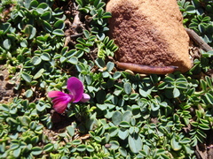 Indigofera sp-aff-humifusa