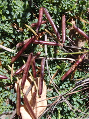 Indigofera sp-aff-humifusa