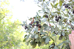 Rhamnus alaternus