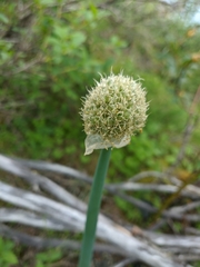 Allium altaicum