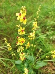 Verbascum chaixii