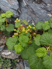Ribes graveolens