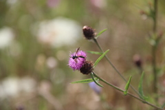 Physocephala rufipes
