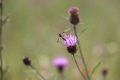 Physocephala rufipes