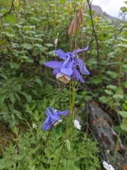 Aquilegia jucunda