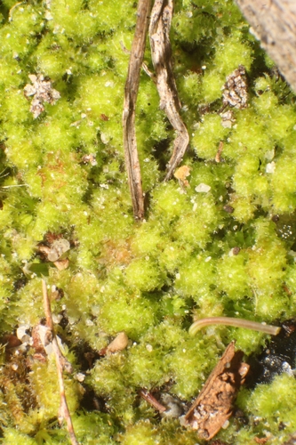 Chaetophyllopsis
