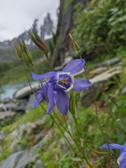 Aquilegia jucunda