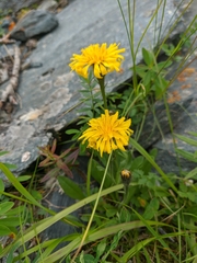 Crepis chrysantha