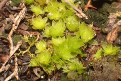 Pleurophascum occidentale