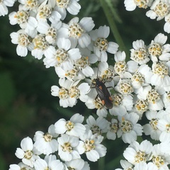 Capsodes flavomarginatus