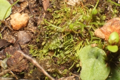 Philonotis australiensis