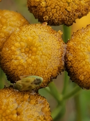 Megalocoleus molliculus