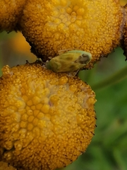 Megalocoleus molliculus