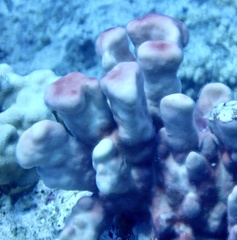 Millepora exaesa