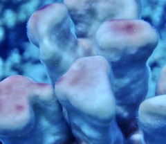 Millepora exaesa