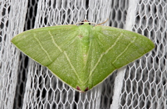 Urolitha bipunctifera