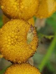 Megalocoleus molliculus