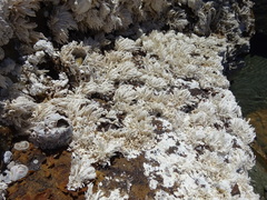 Amphiroa anceps