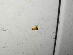 Pyrausta insignitalis