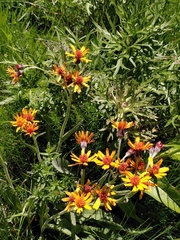 Tephroseris integrifolia capitata