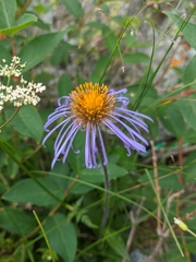 Aster flaccidus