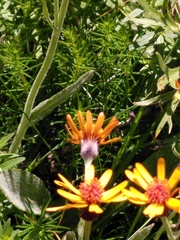 Tephroseris integrifolia capitata