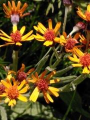 Tephroseris integrifolia capitata