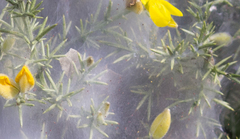 Tetranychus lintearius