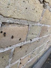 Coccinellini