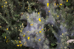 Tetranychus lintearius