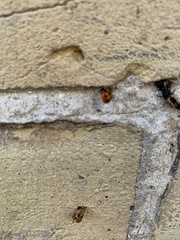 Coccinellini