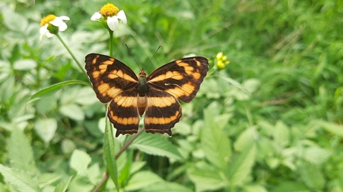Common Jester photo 3
