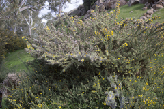 Tetranychus lintearius