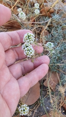 Lobularia maritima