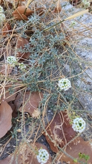 Lobularia maritima
