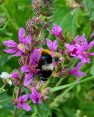 Eristalis oestracea