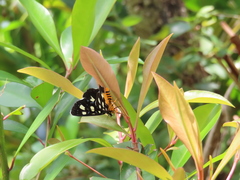 Mimeusemia vilemani