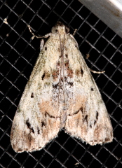 Enchesphora recurvalis