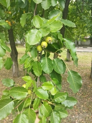 Pyrus communis