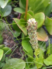 Lagotis integrifolia