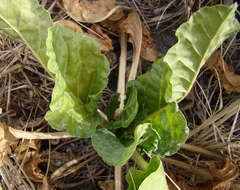 Beta vulgaris cicla
