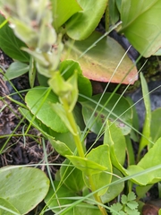 Lagotis integrifolia
