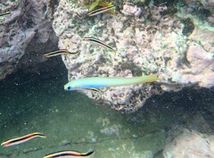 Ptereleotris monoptera