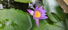 Nymphaea × khurooi